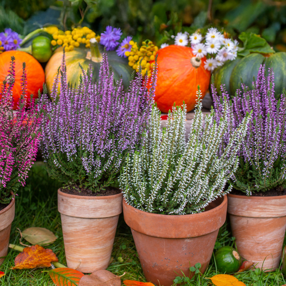 En række potteplanter med lilla, lyserøde og hvide lyngblomster foran græskar og efterårsblomster.