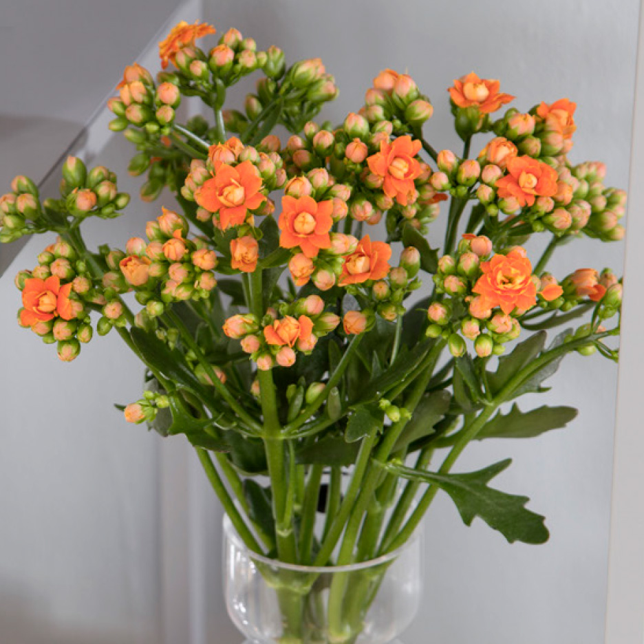 En buket orange Kalanchoe-blomster i en klar vase.