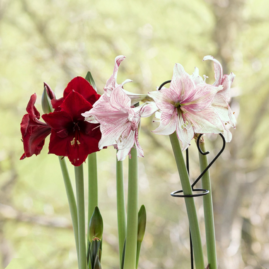 Røde og lyserøde amaryllisblomster med grønne stængler og knopper.