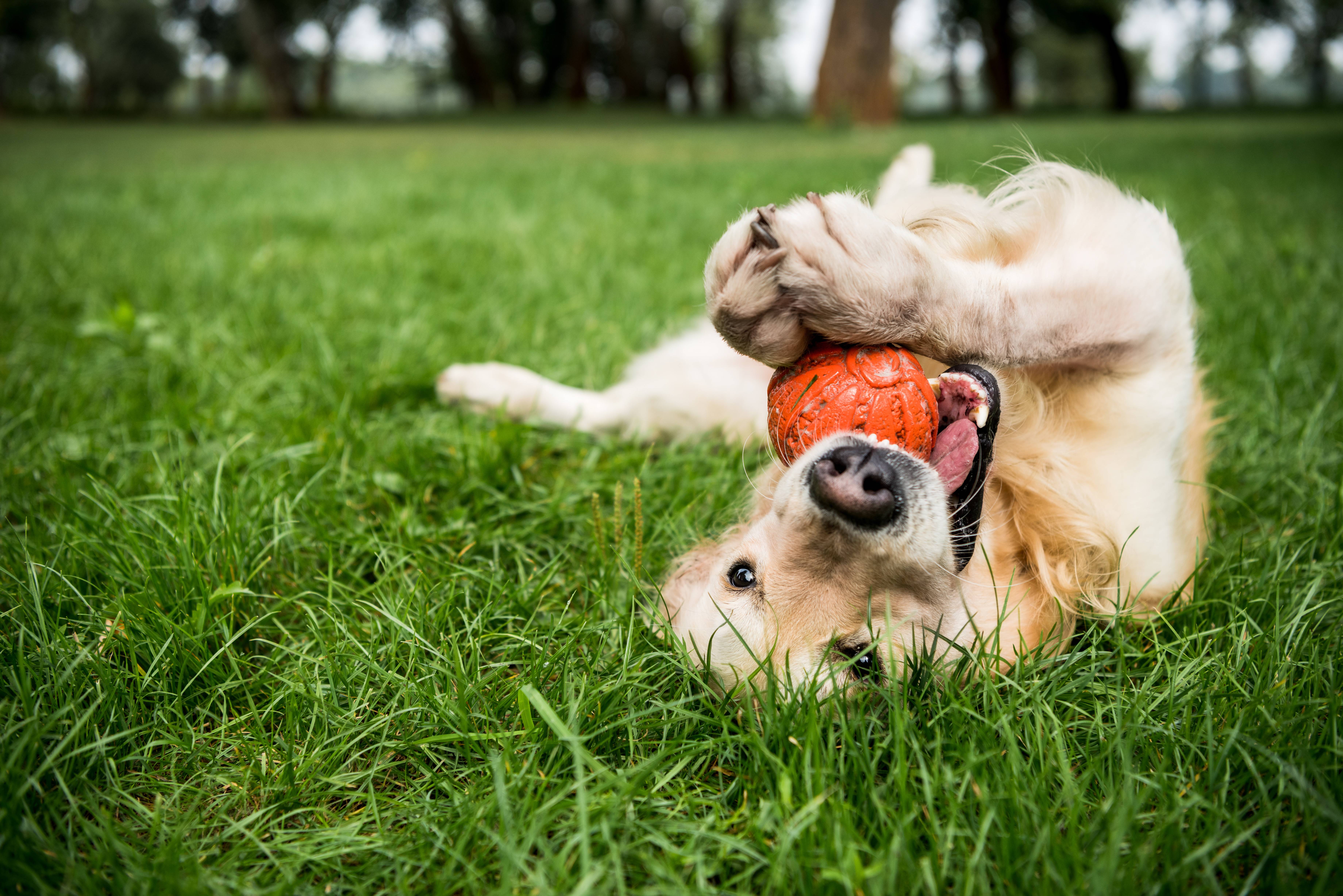 Golden retriever ligger på ryggen i græsset og leger med en orange bold.