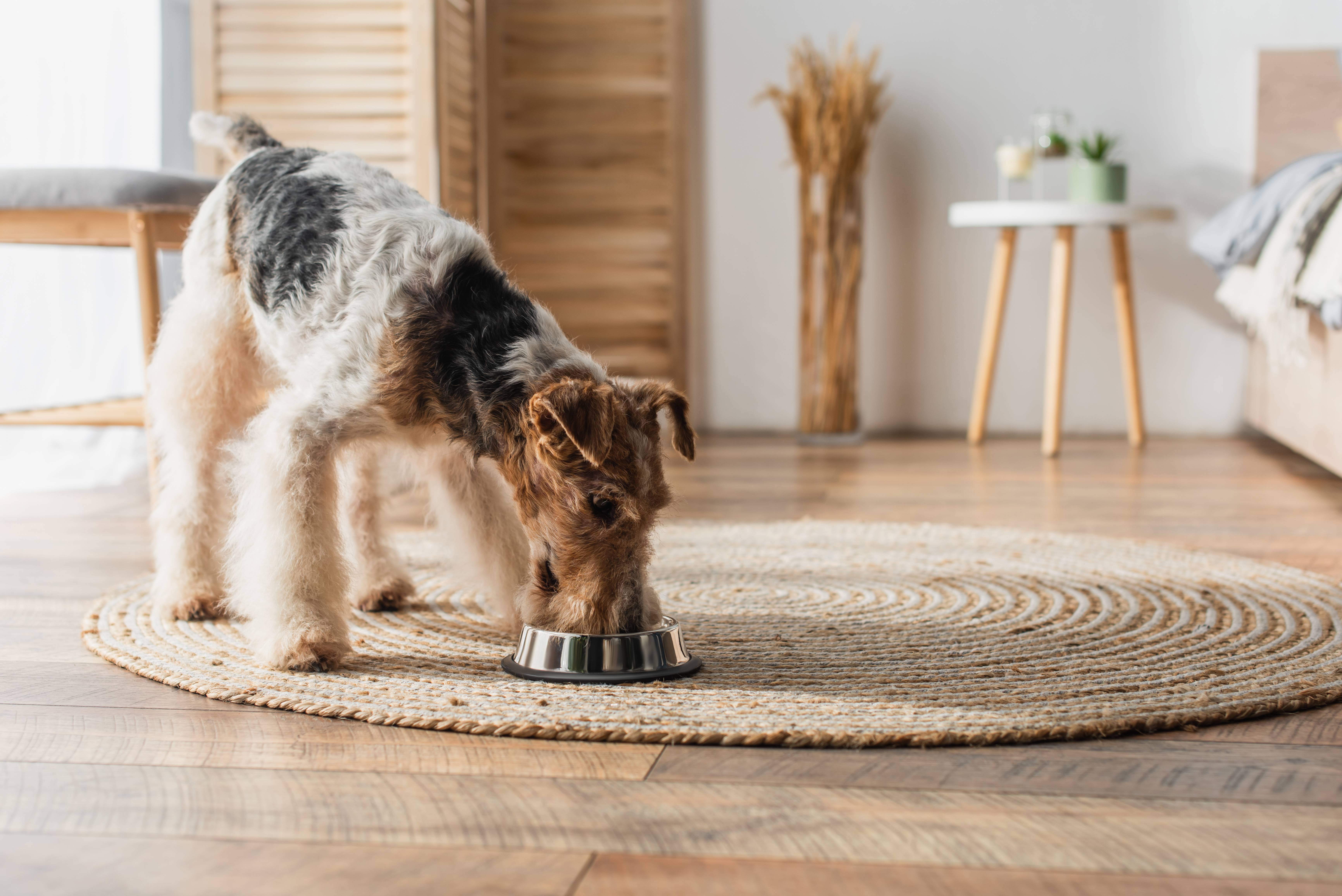 Welsh terrier hund spiser fra en skål på et rundt tæppe i et soveværelse.