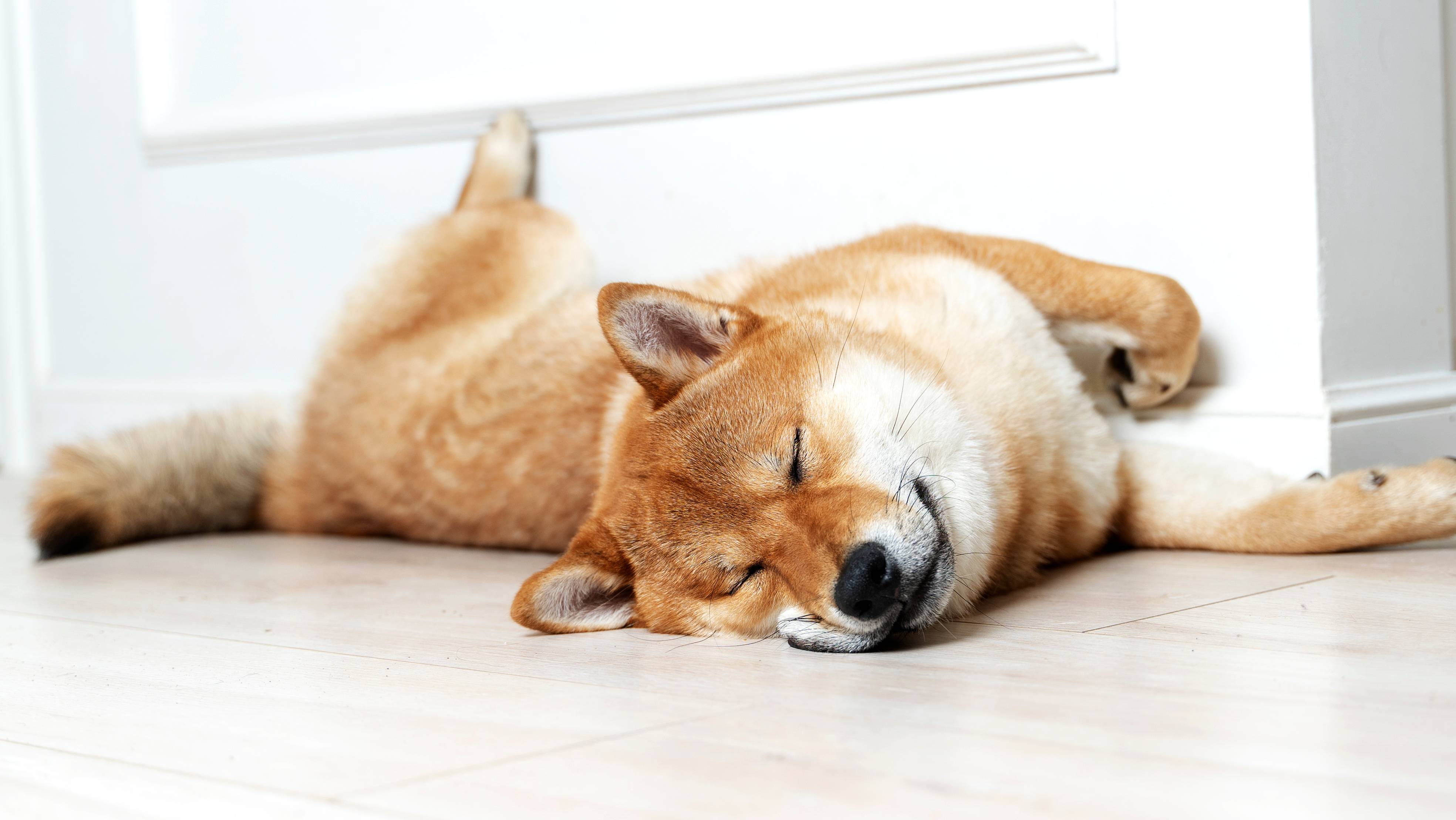 Sovende Shiba Inu hund ligger på gulvet ved væggen.