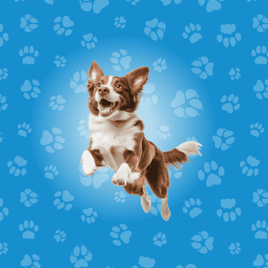 Glad hund hopper i luften mod en blå baggrund med potespor.