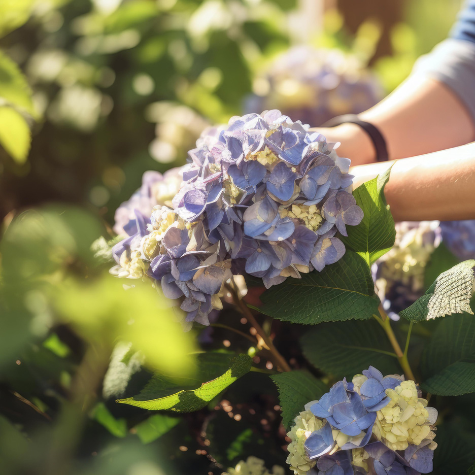 Hænder, der plukker blå og hvide hortensiablomster i en have.