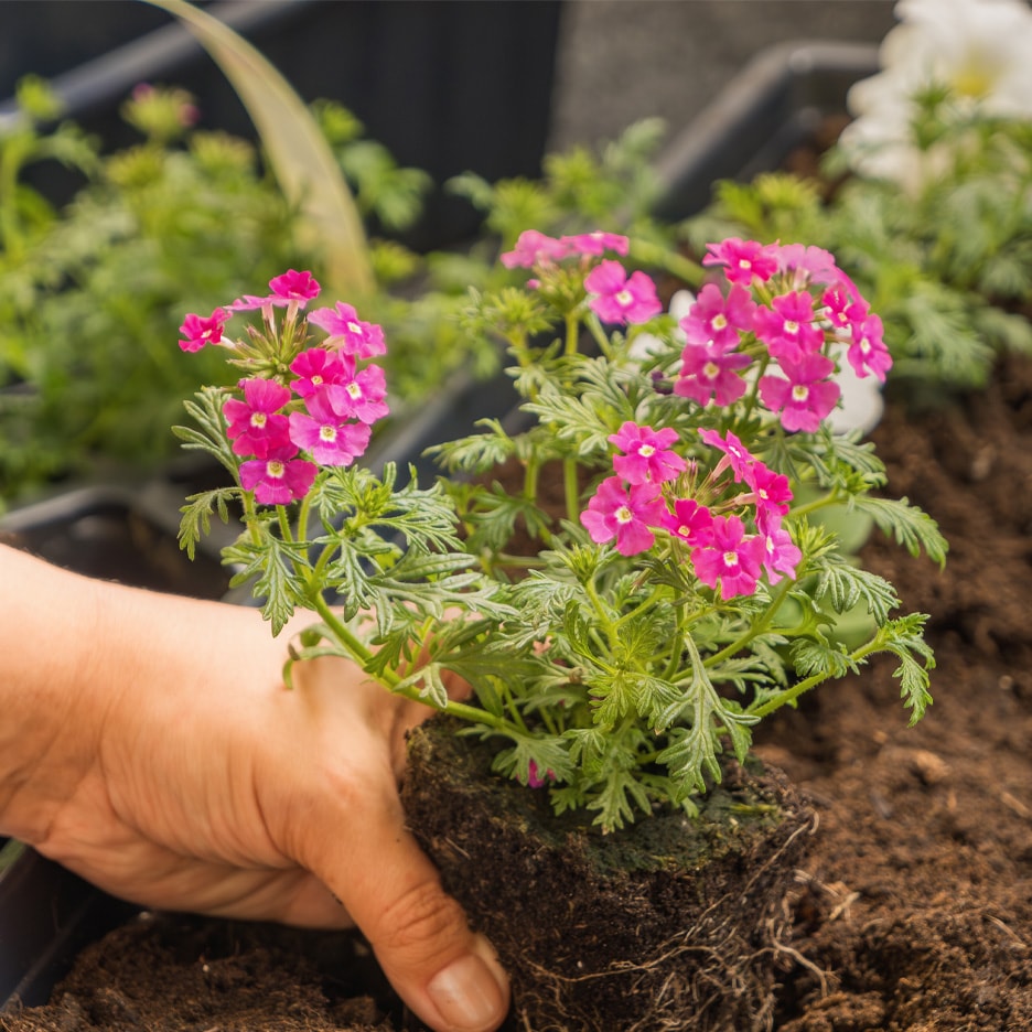 Hånd planter en lyserød blomstrende plante i jord.