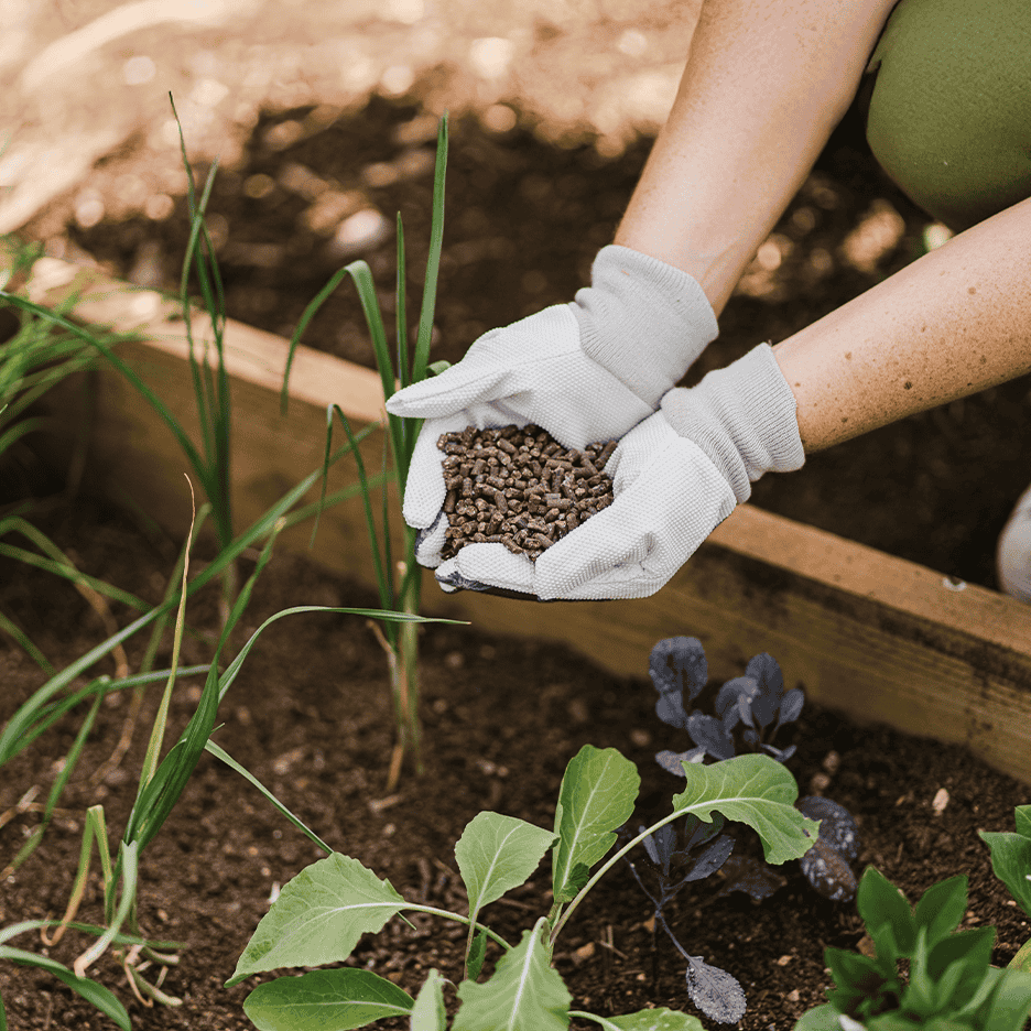 Hænder i handsker holder gødning over en køkkenhave med planter.