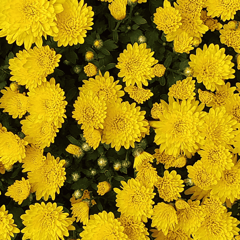En tæt visning af gule krysantemumblomster og knopper.