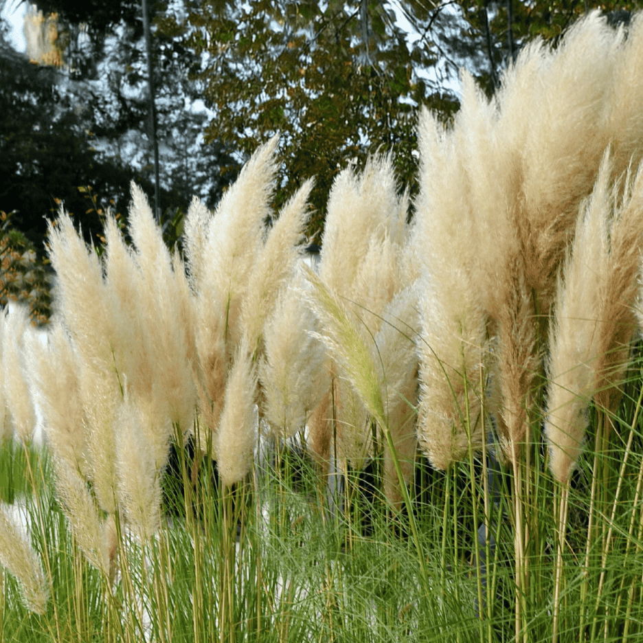 Pampasgræs med lyse, fjeragtige aks og grønne stængler.