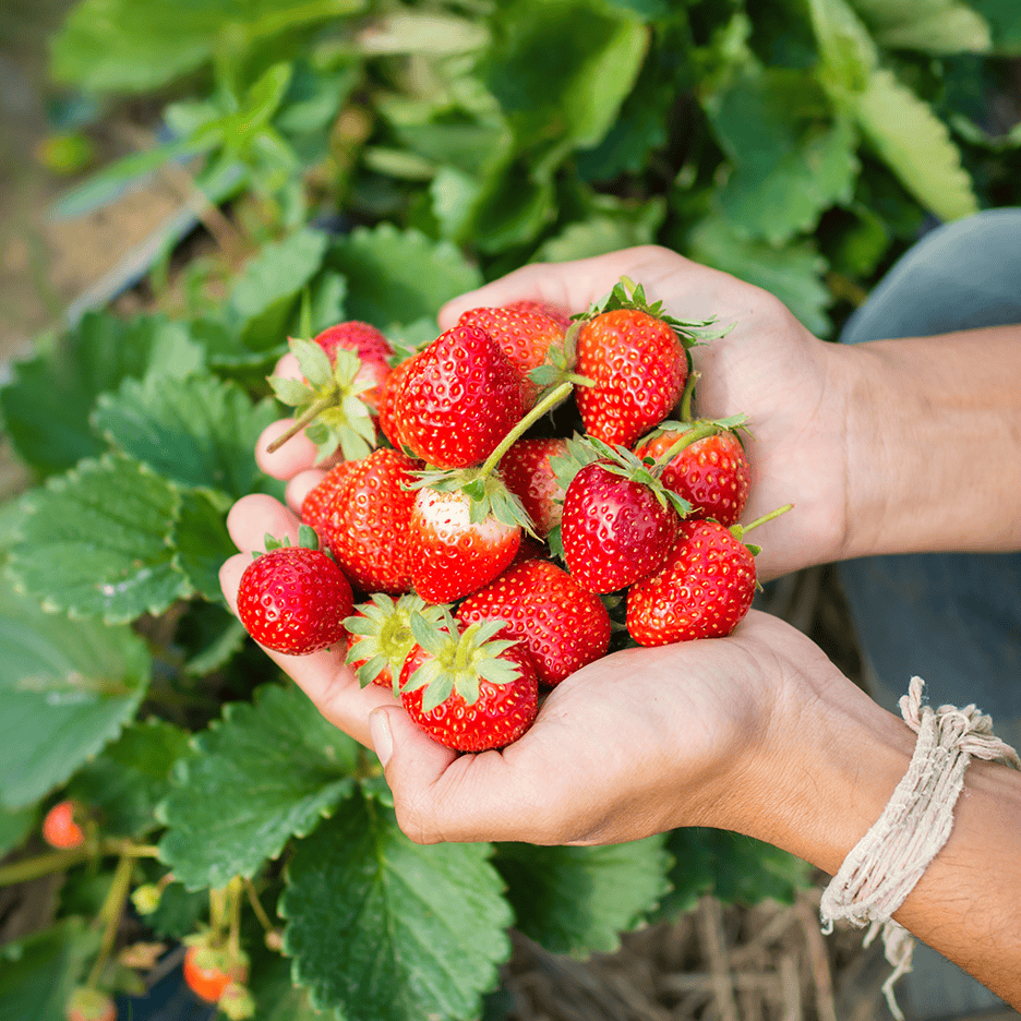 Hænder holder en stor mængde friske, røde jordbær i en jordbærplantage.