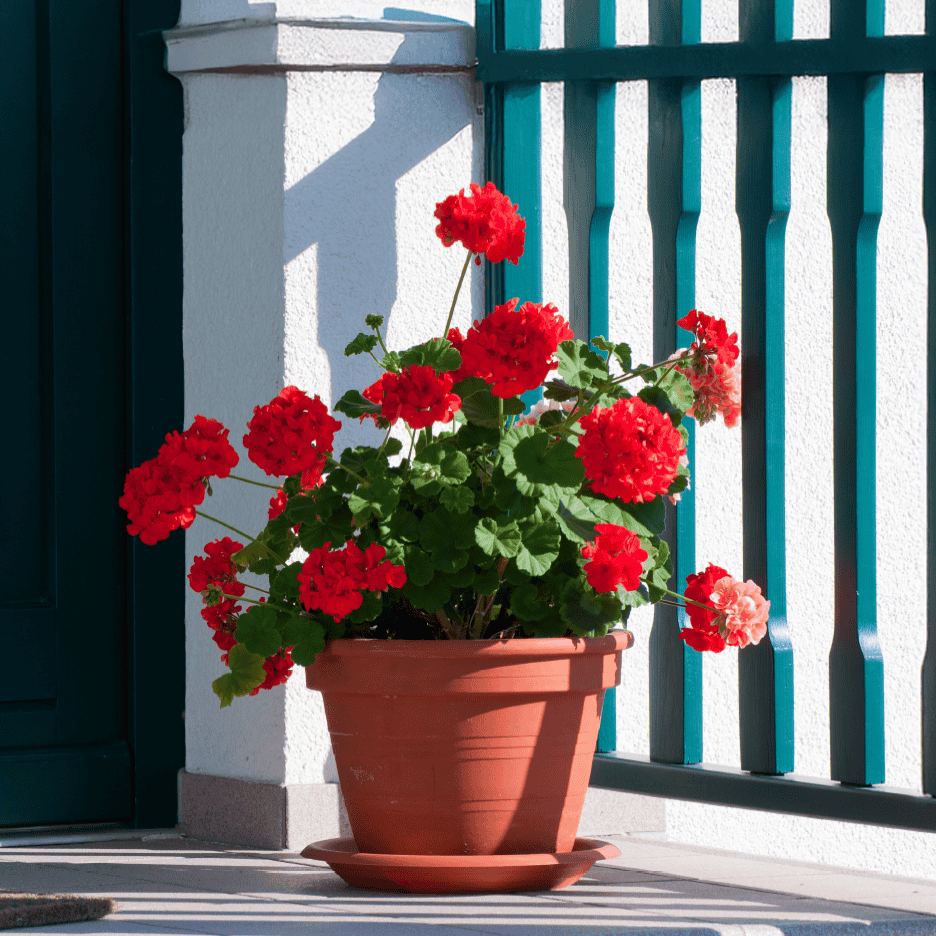 En potte med røde pelargonier står foran en hvid væg og et grønt gitter.