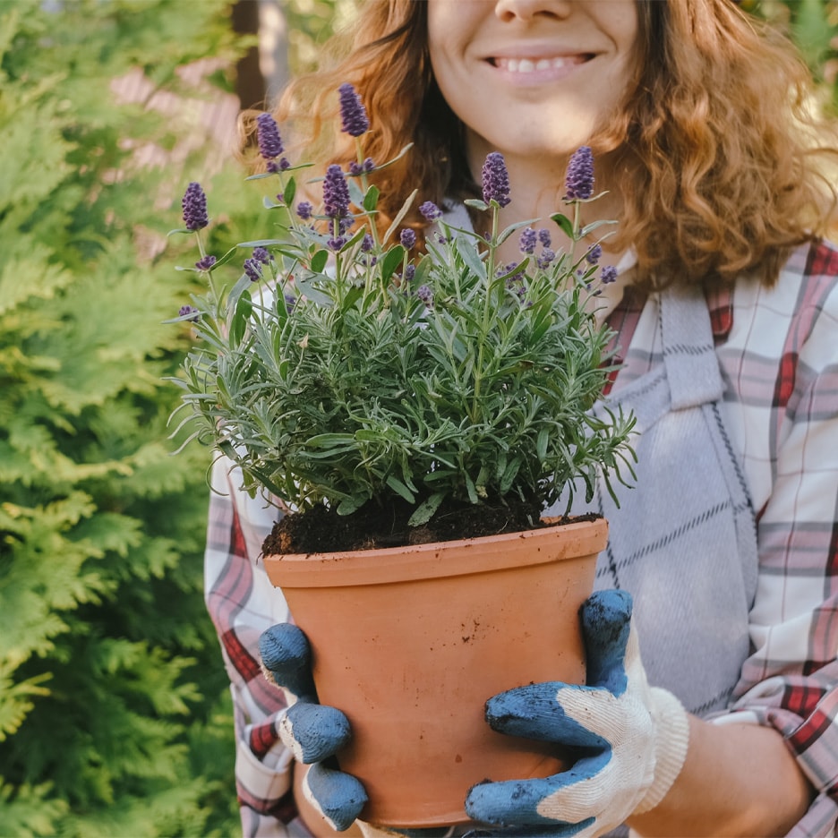 Smilende kvinde holder en potte med lavendel iført havehandsker og ternet skjorte.
