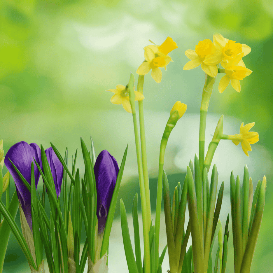 Lilla krokus og gule påskeliljer med grøn, sløret baggrund.