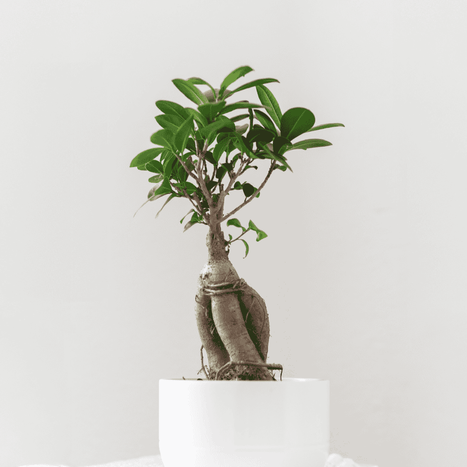 En lille grøn bonsaiplante i en hvid potte.