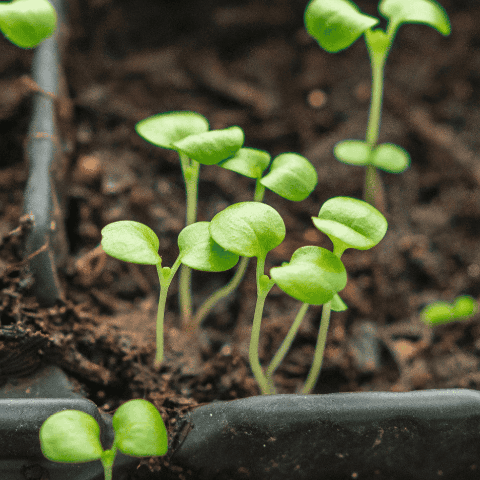 Nærbillede af små, grønne spirer i mørk jord i en plantebakke.