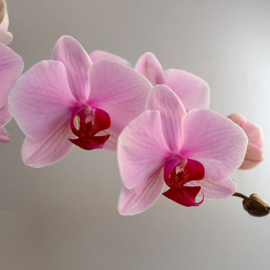 Nærbillede af lyserøde orkidéblomster med mørkerøde centre på en lys baggrund.