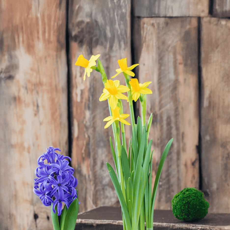 Blå hyacint og gule påskeliljer foran en trævæg.