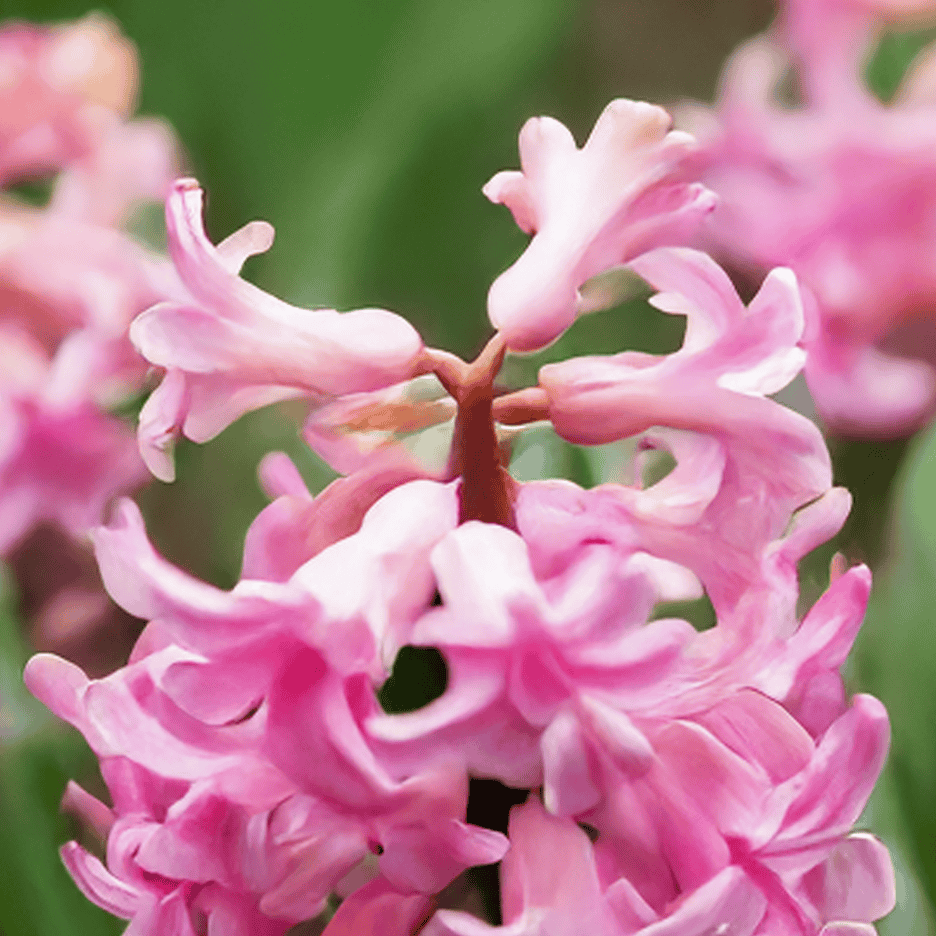 Nærbillede af lyserøde hyacintblomster med grønne blade i baggrunden.