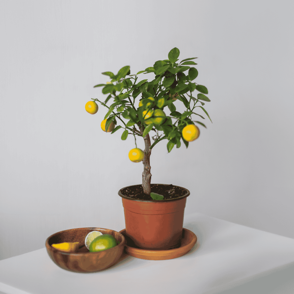 En lille citrusplante i en potte med gule frugter og en skål med skåret lime og citron.