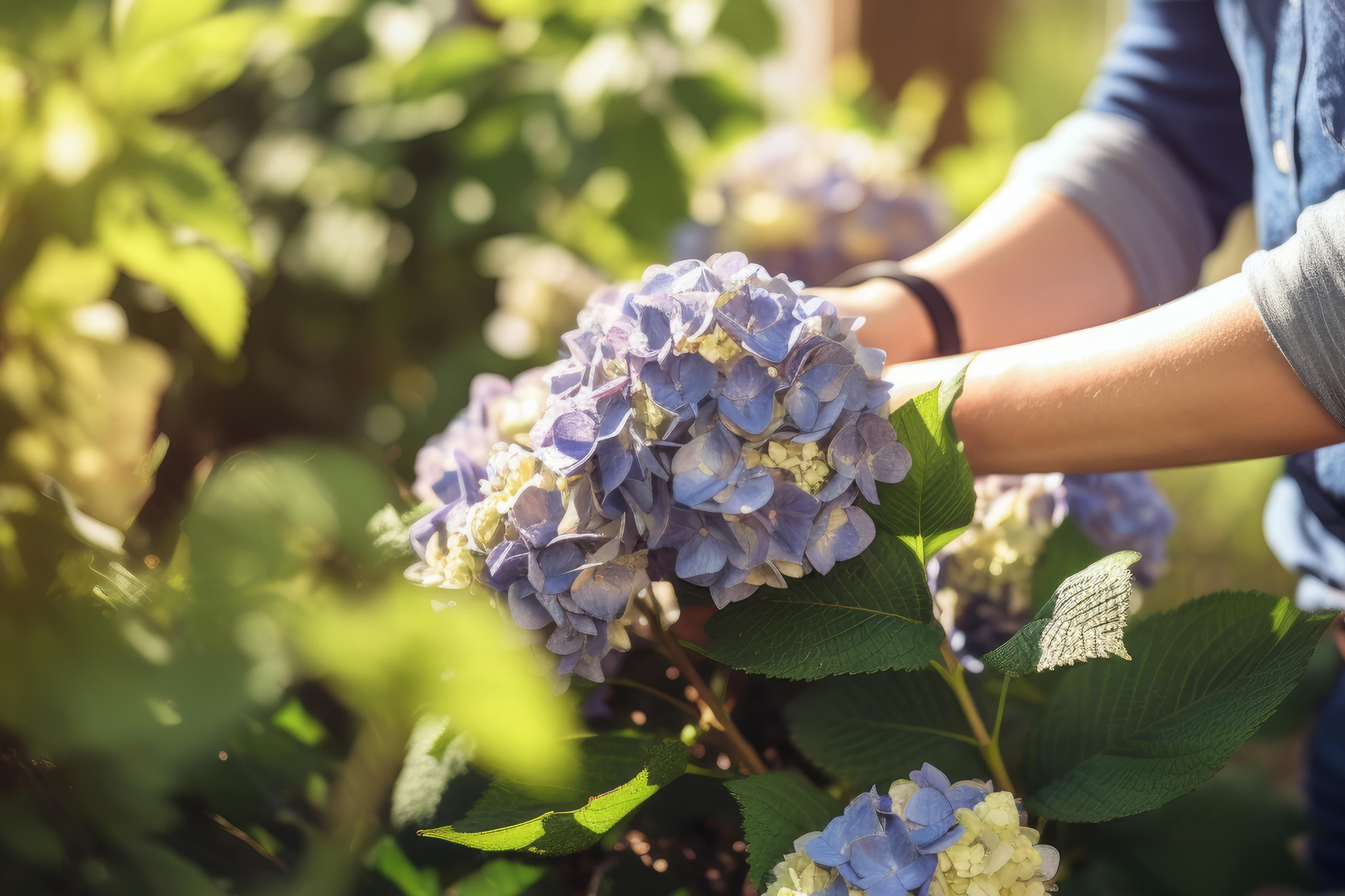 Hænder, der forsigtigt rører ved en stor, lilla hortensia i en solrig have.