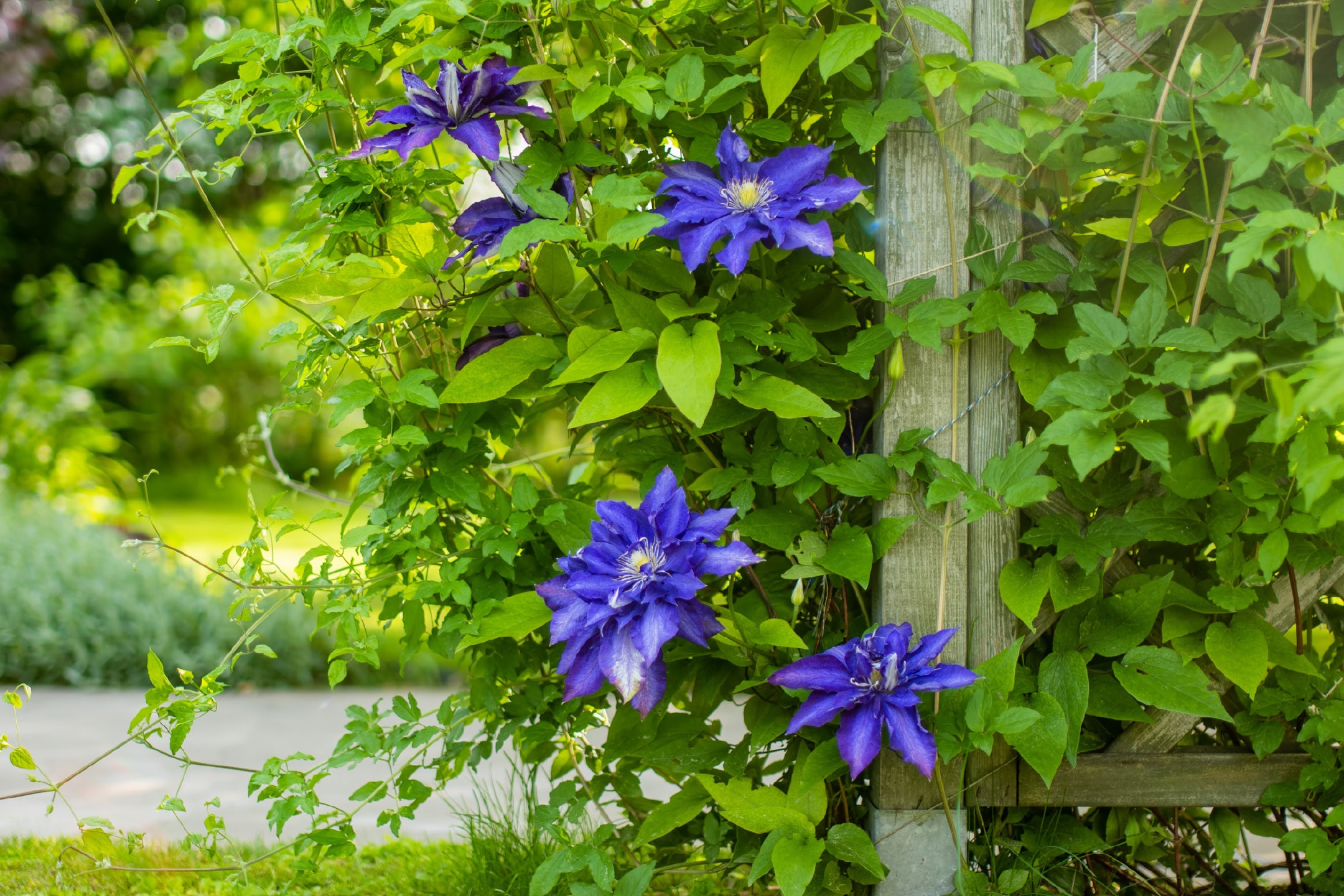 Blå klematisblomster klatrer op ad et træspalier i en have.