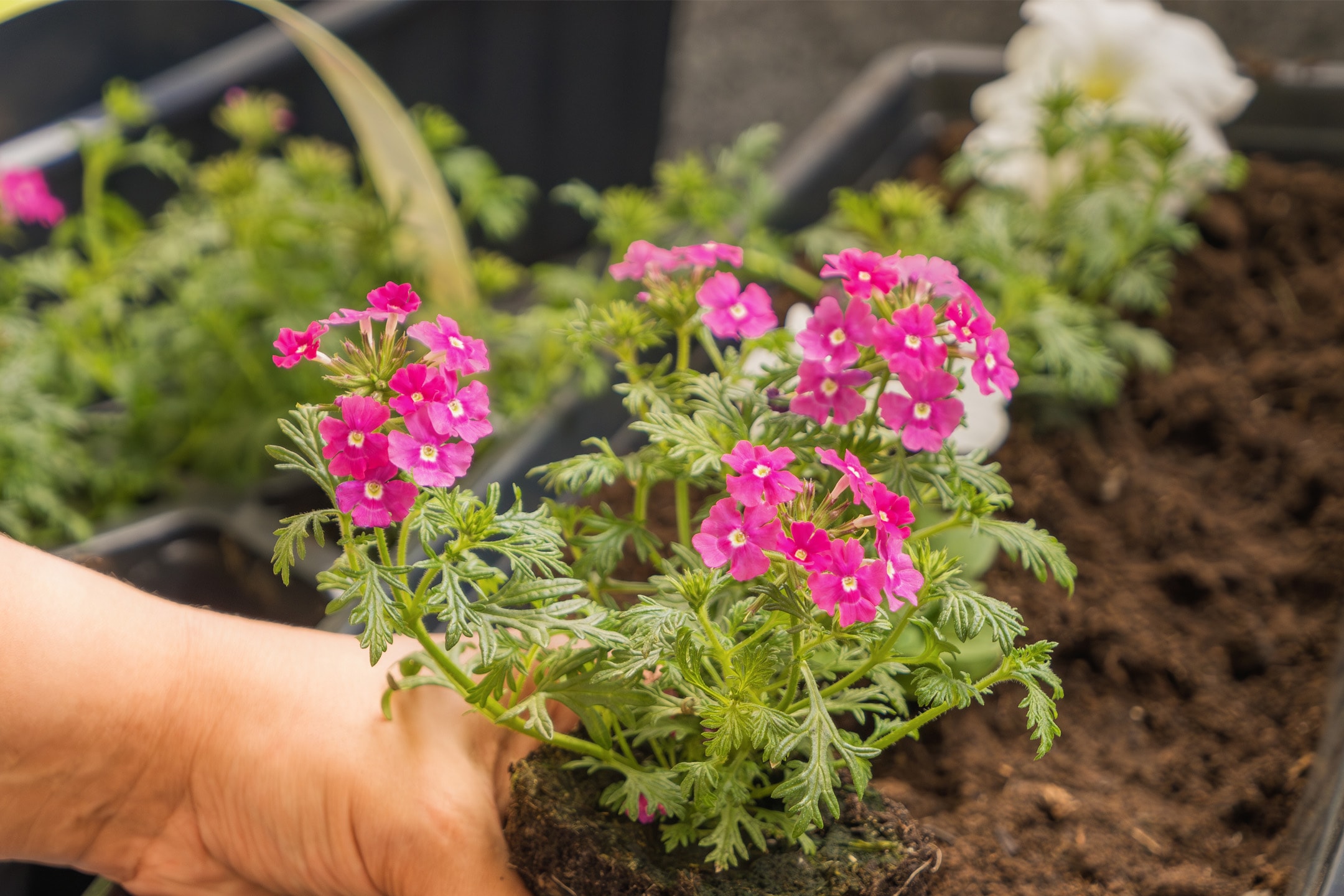 Hånd planter lyserøde blomster i en plantekasse med jord.