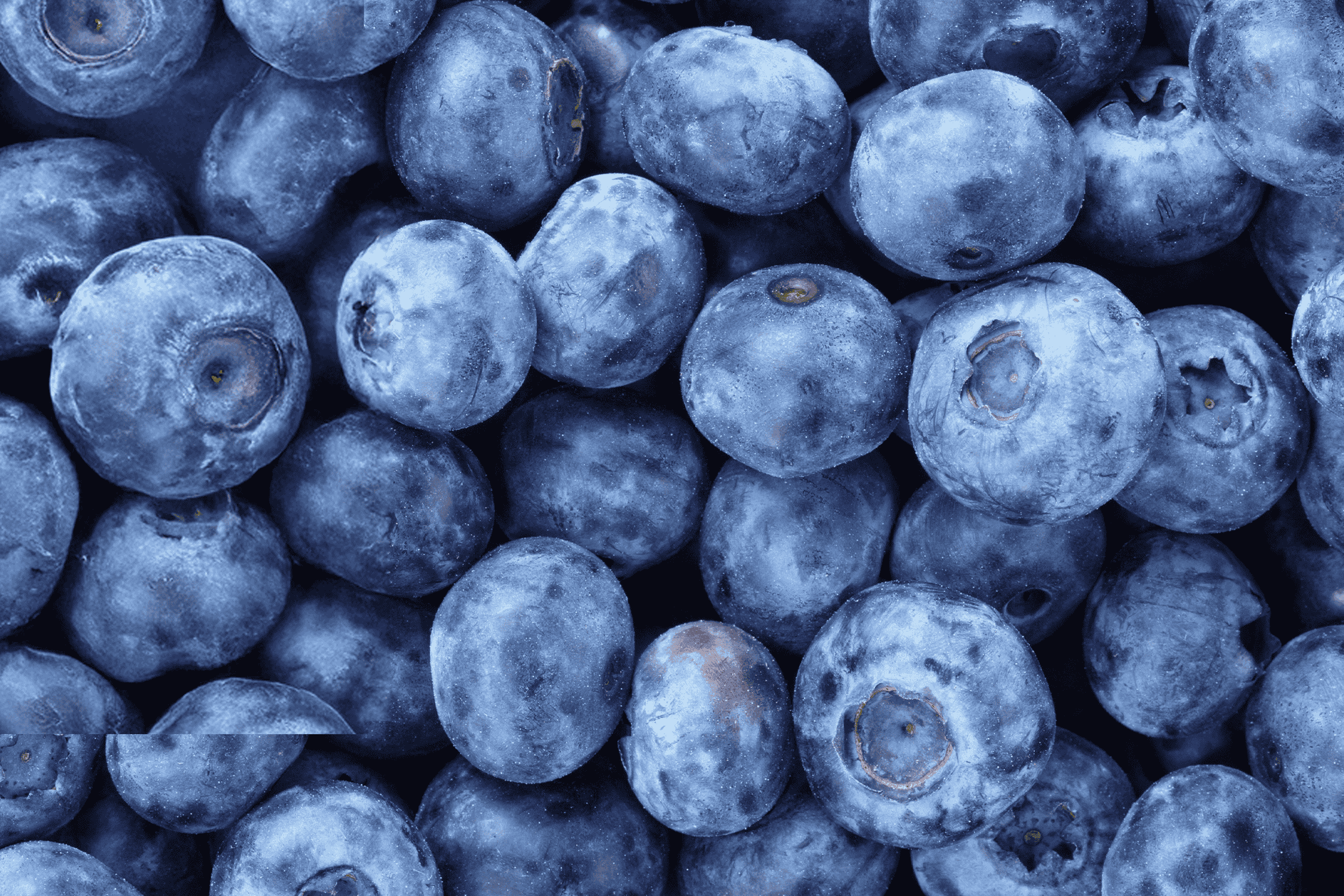 Nærbillede af friske, modne blåbær med en dugget overflade.