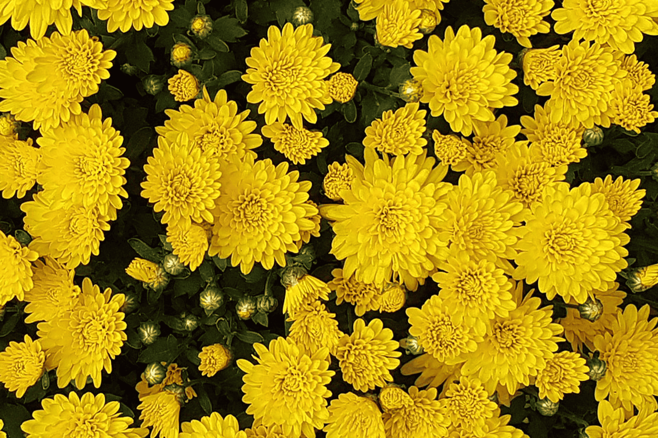 Nærbillede af en tæt klynge af gule krysantemumblomster og knopper.