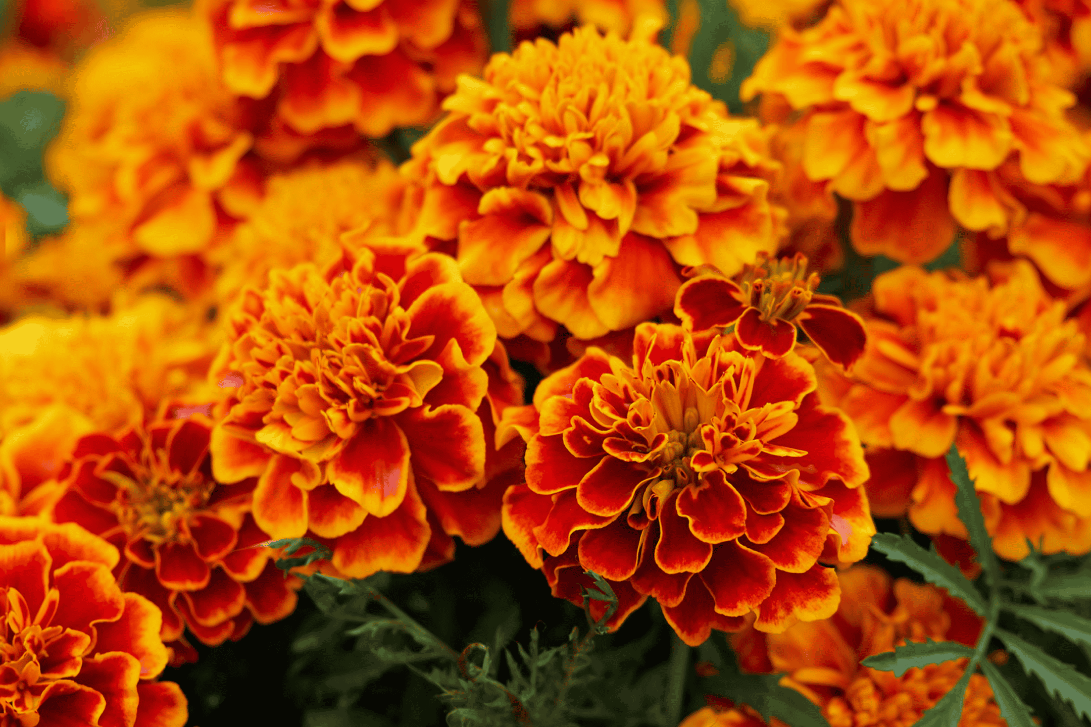 Nærbillede af en klynge af orange og røde fløjlsblomster.