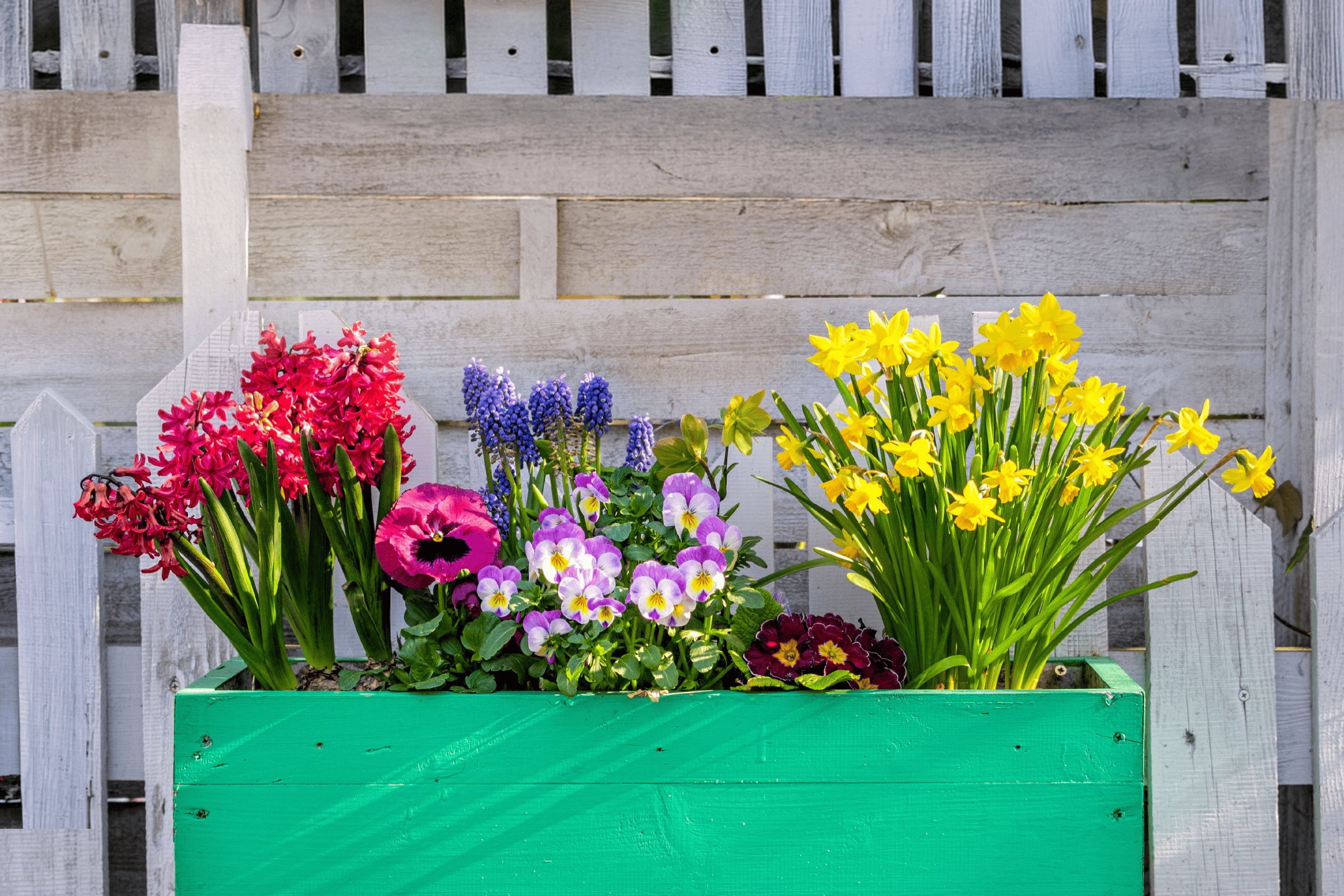 En grøn plantekasse fyldt med røde hyacinter, lilla perlehyacinter, stedmoderblomster og gule påskeliljer foran et hvidt træhegn.