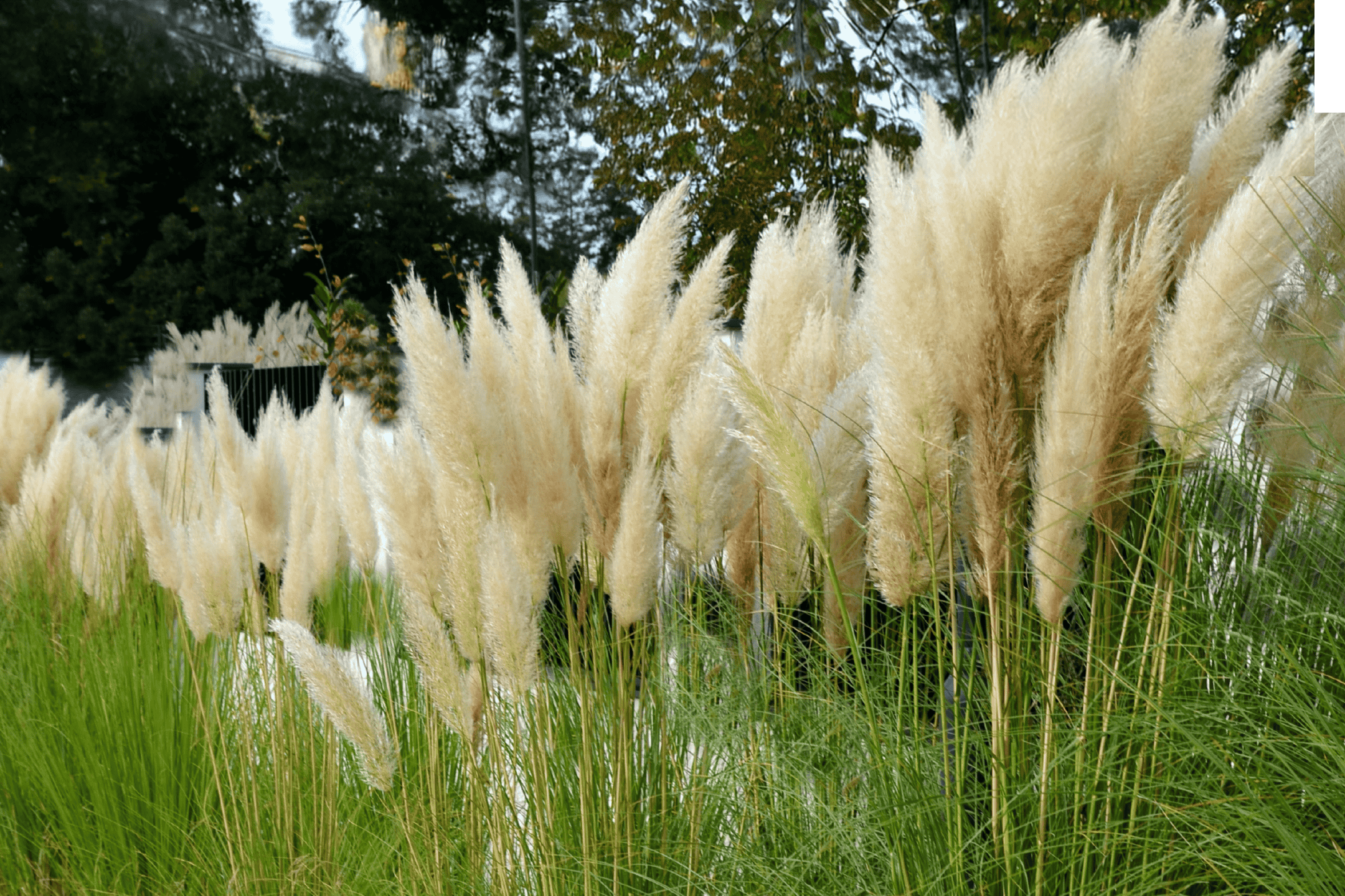 Pampasgræs med fluffy, lyse fjerlignende blomsterstande og grønne blade.