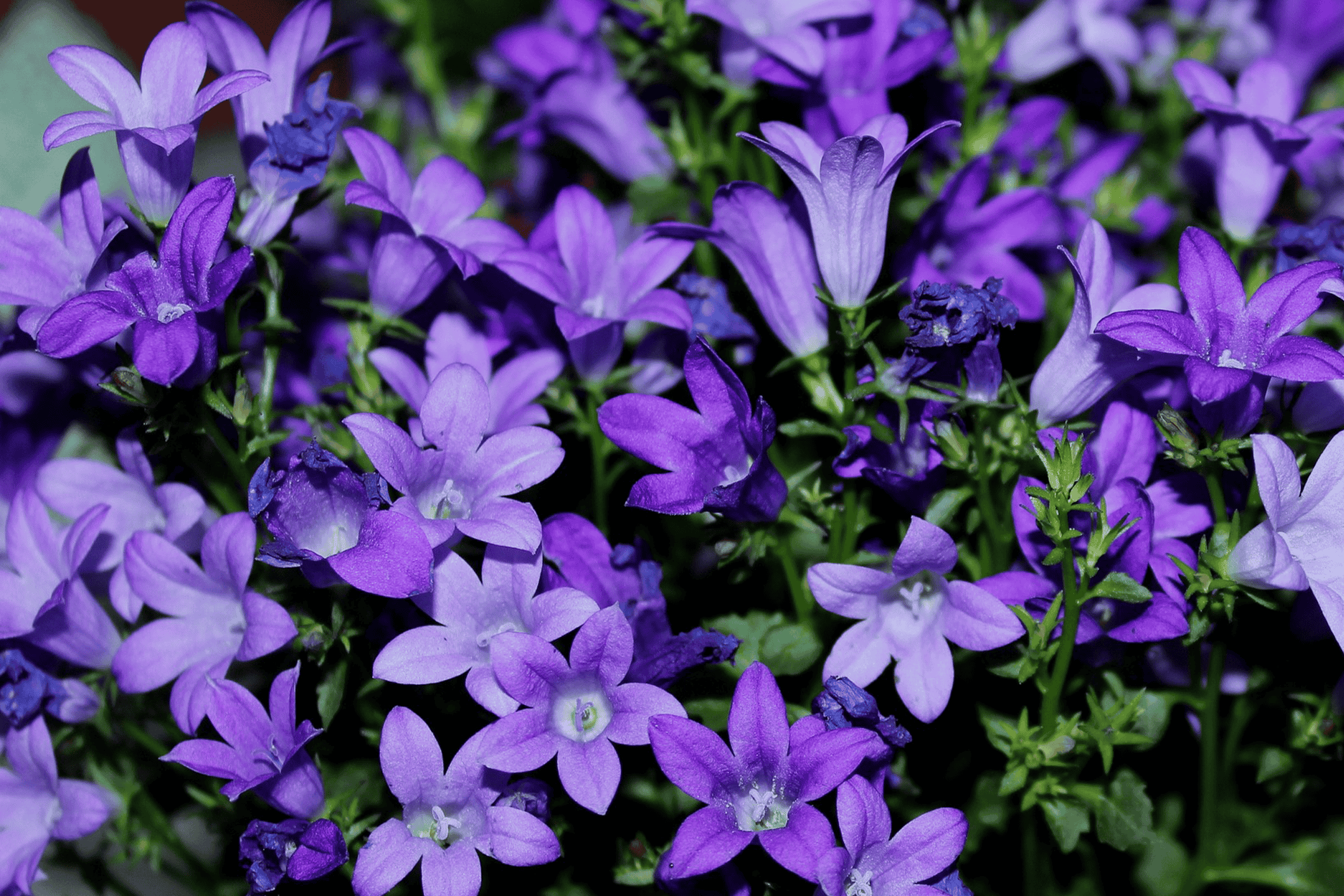 Nærbillede af en klynge af lilla klokkeblomster med grønne blade.