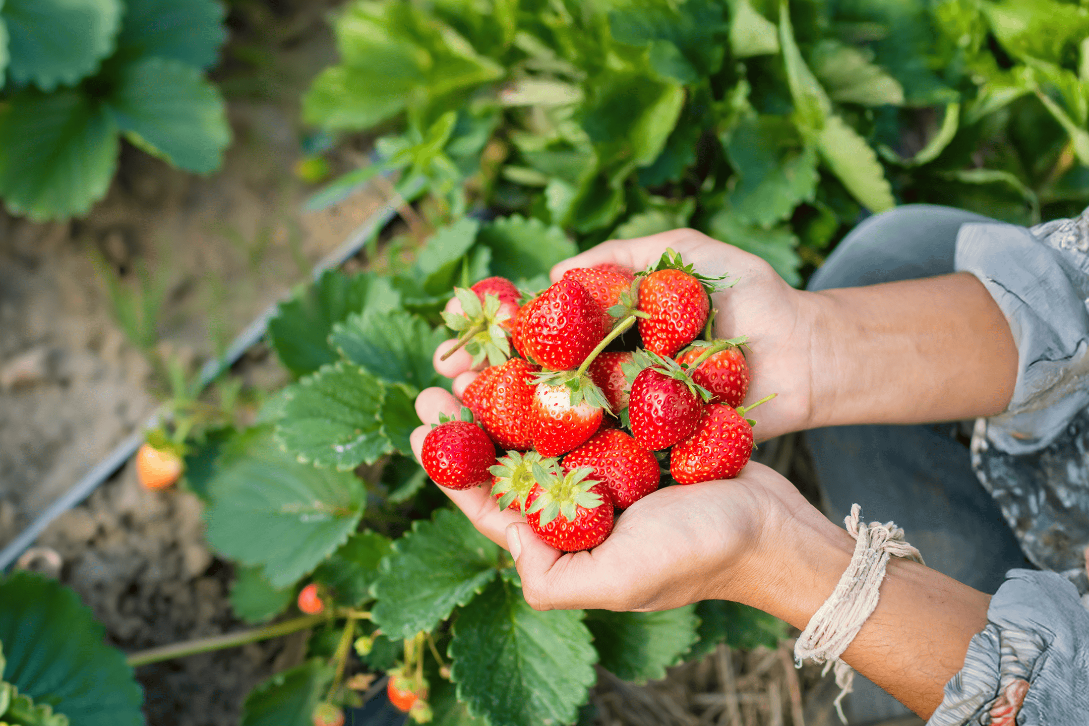 Hænder holder en håndfuld friske, røde jordbær i en jordbærplantage.