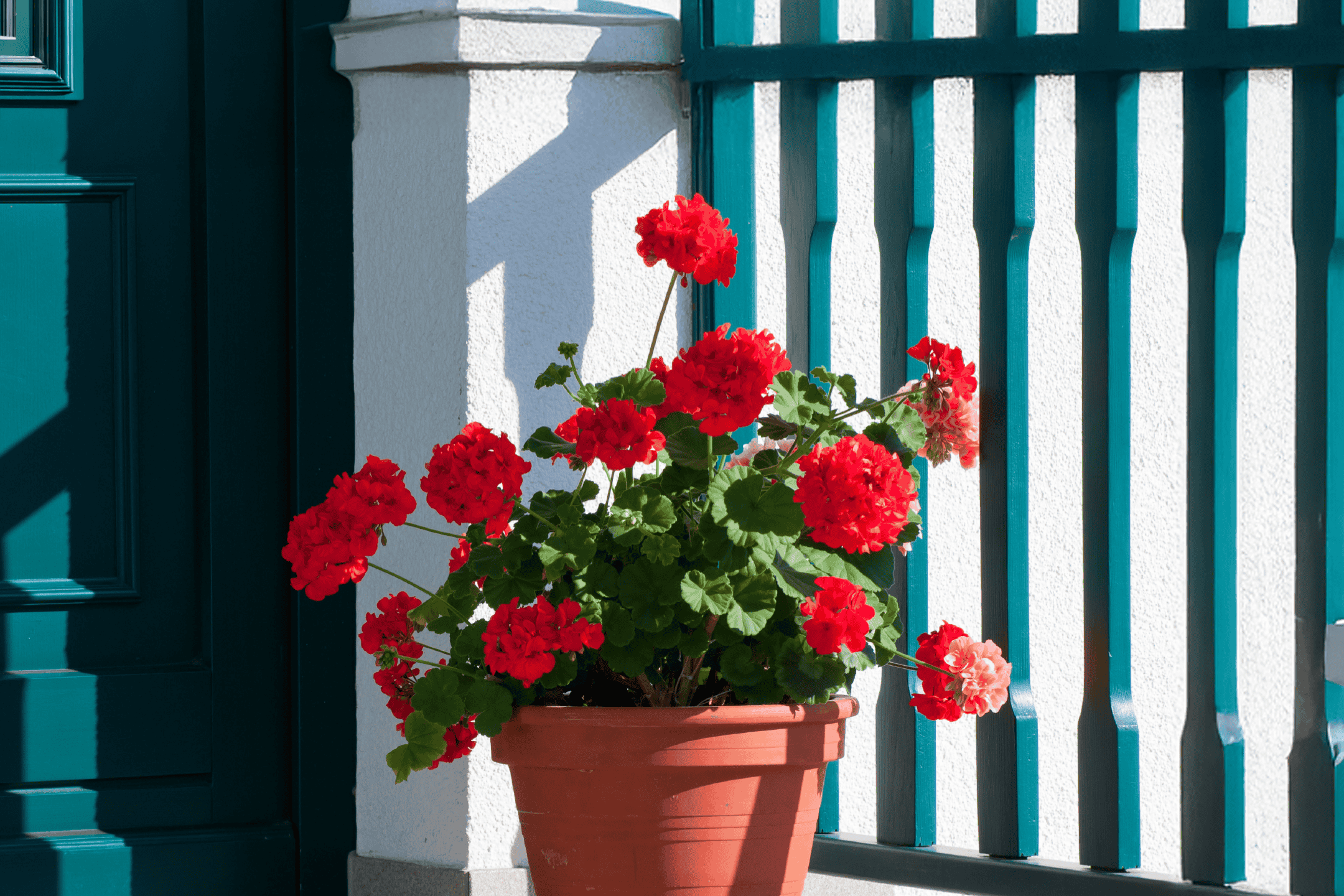 Røde pelargonier i en terracotta-potte foran en hvid væg og en blågrøn dør.