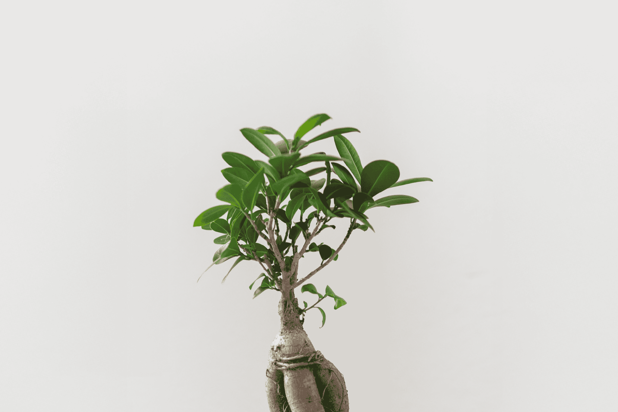 En lille bonsai-plante med grønne blade og en tyk stamme på en hvid baggrund.