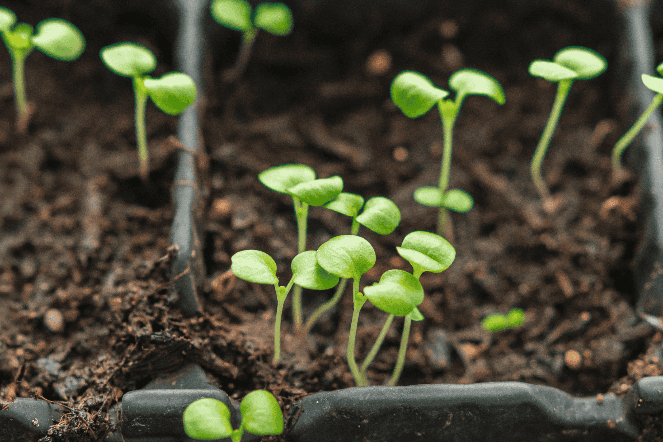 Små grønne spirer vokser i en sort plantebakke.
