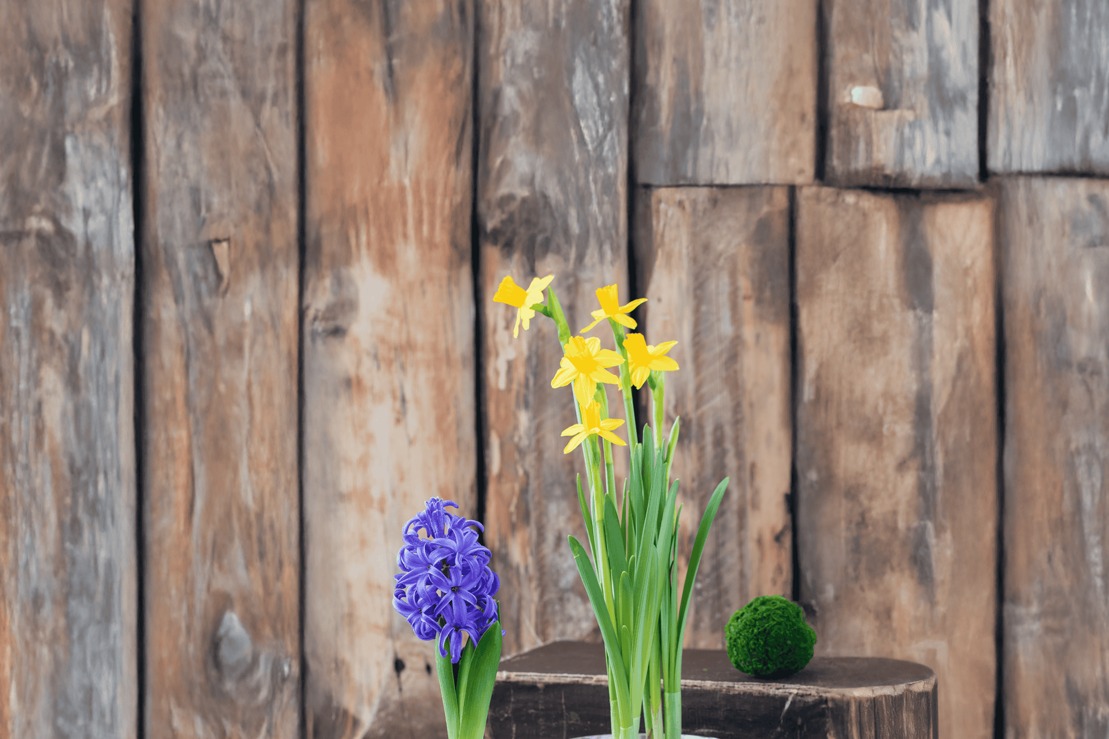 Blå hyacint og gule påskeliljer foran en trævæg.