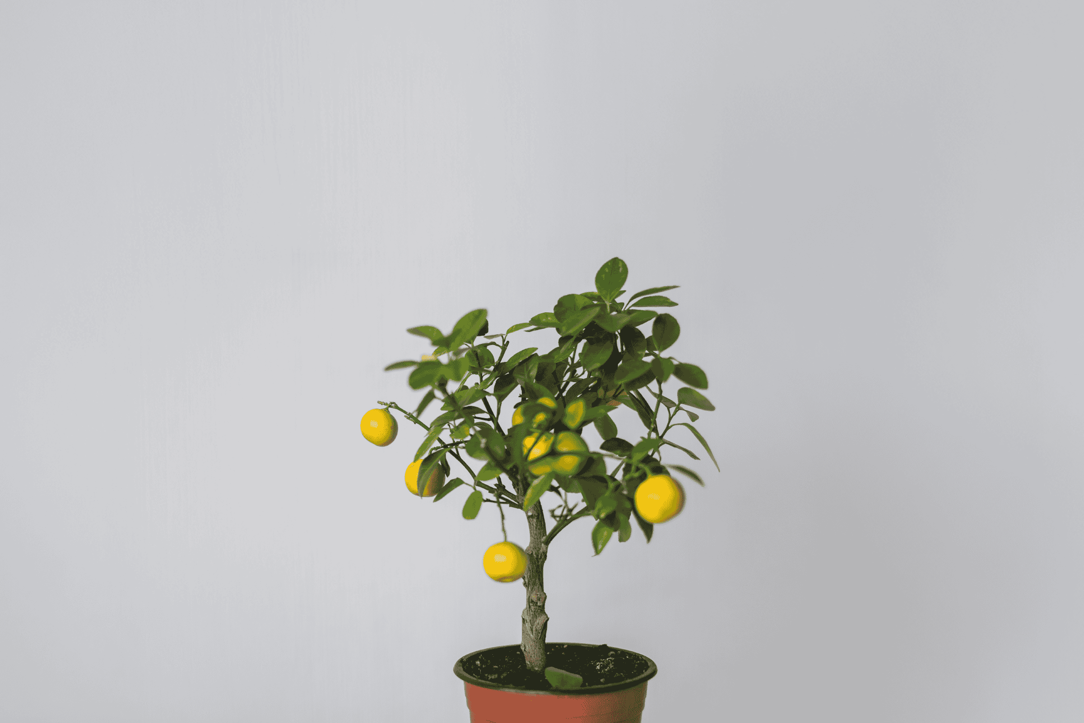 En lille citrontræ i en potte med modne gule citroner på en hvid baggrund.