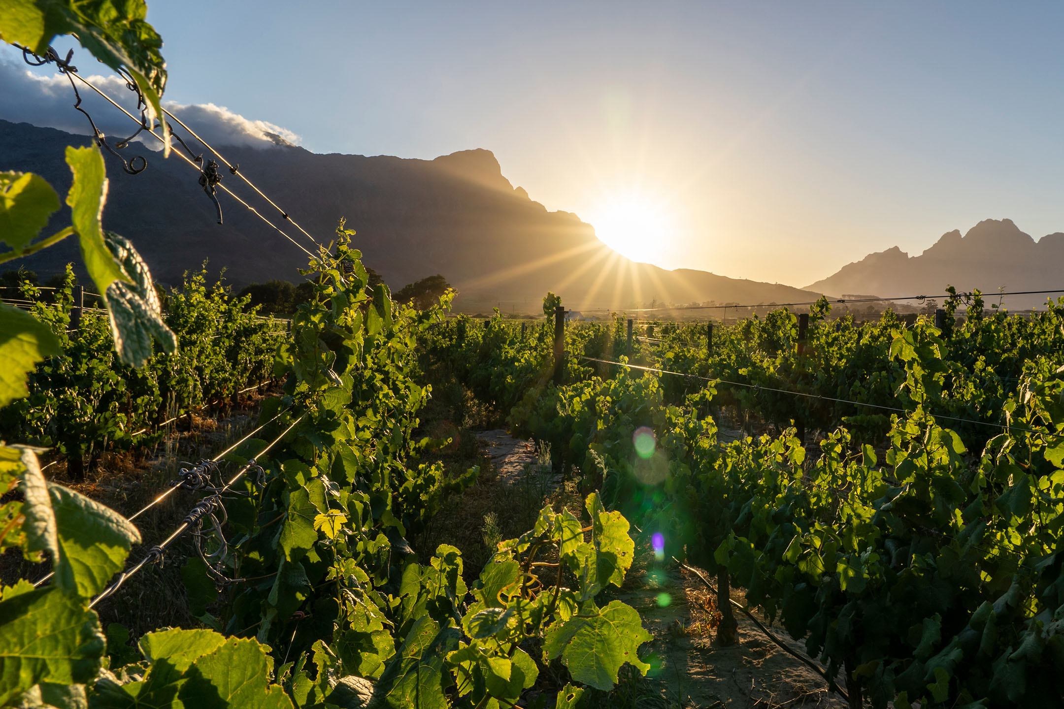 Grønne vinmarker med bjerge og en lys solnedgang i baggrunden.