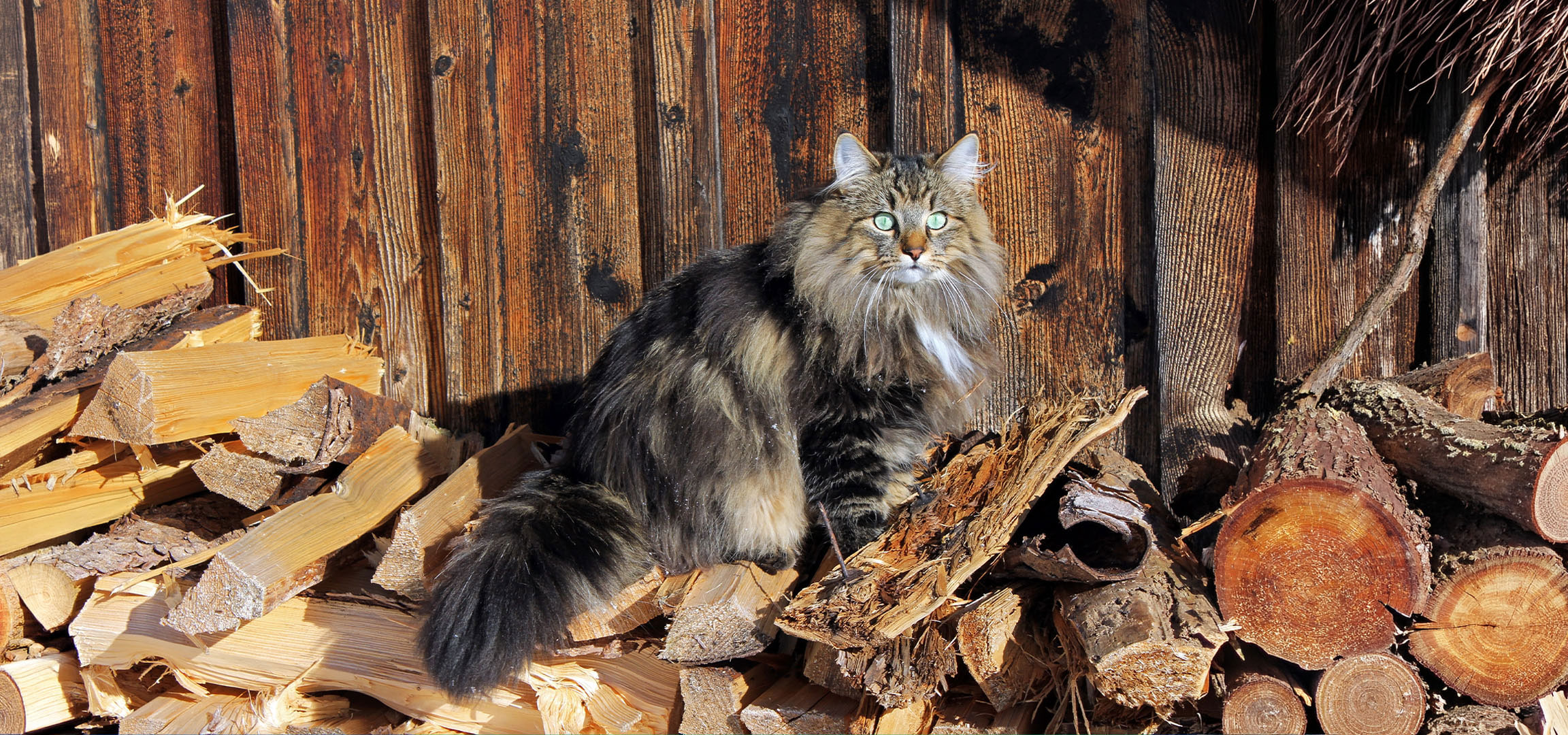 aiLabeling.aiLabelForImageAltText: Fluffy kat med grønne øjne sidder på en bunke brænde mod en trævæg.