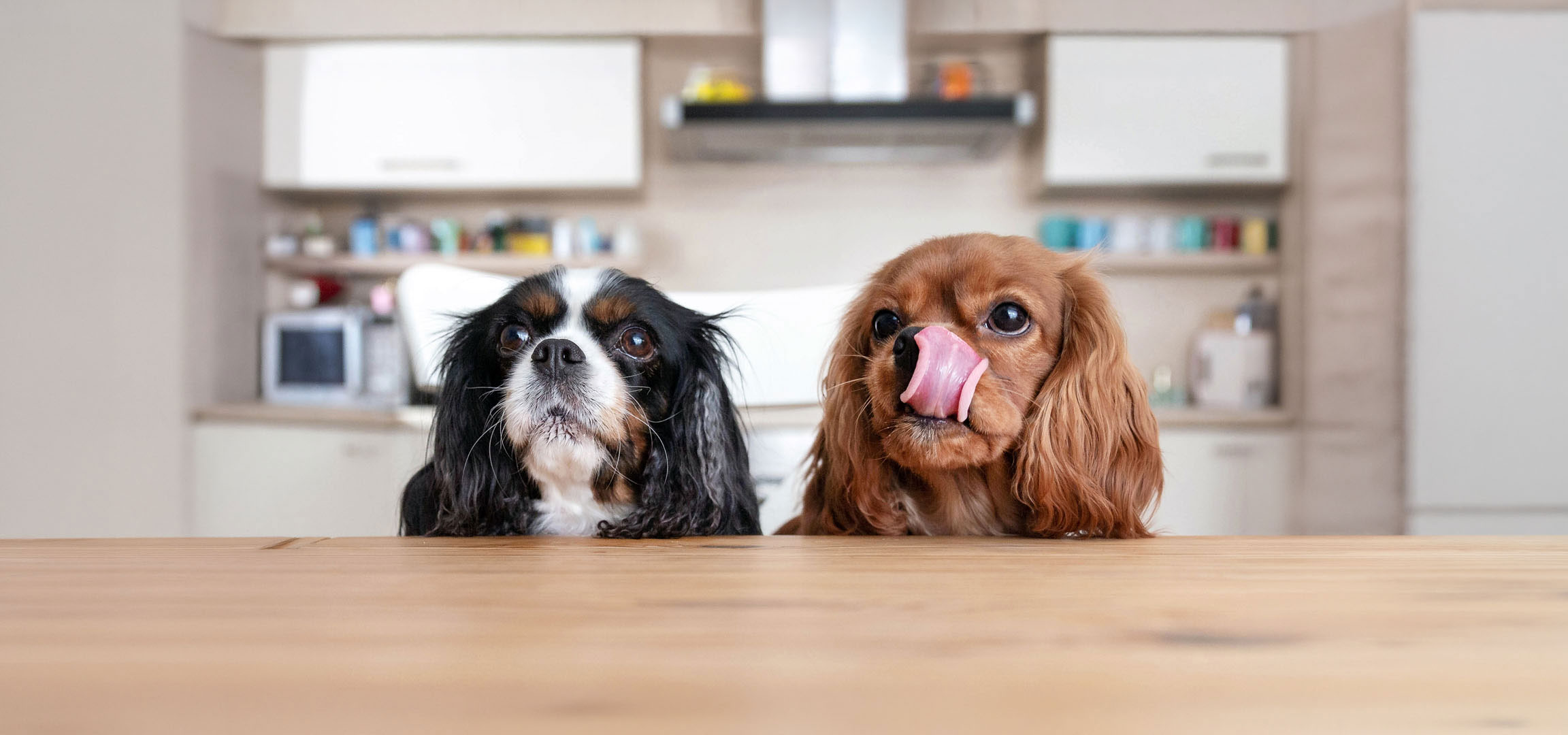 aiLabeling.aiLabelForImageAltText: To Cavalier King Charles Spaniels, en trefarvet og en rødbrun, kigger op fra et bord.