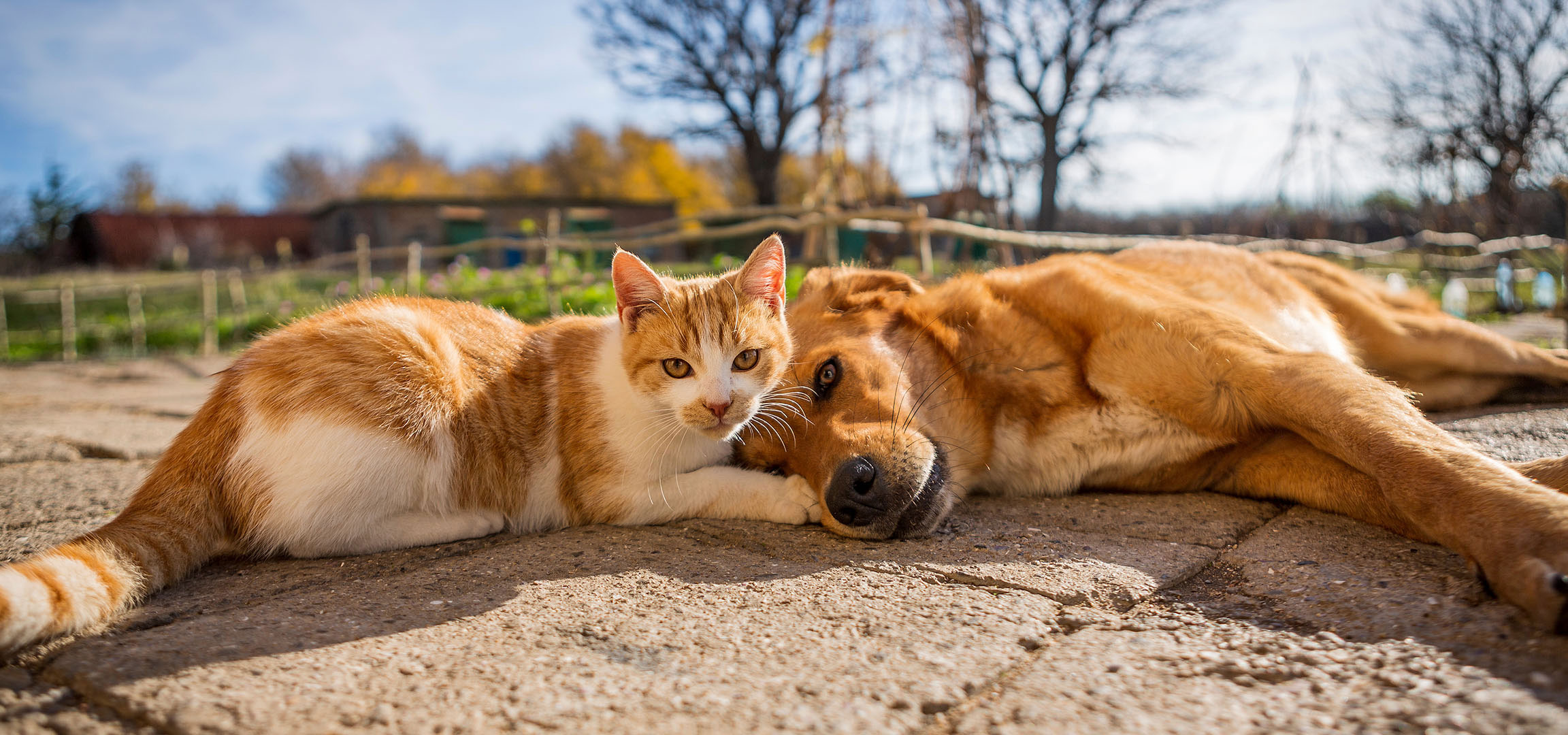 aiLabeling.aiLabelForImageAltText: En kat og en hund hviler i solen på en brolagt terrasse.