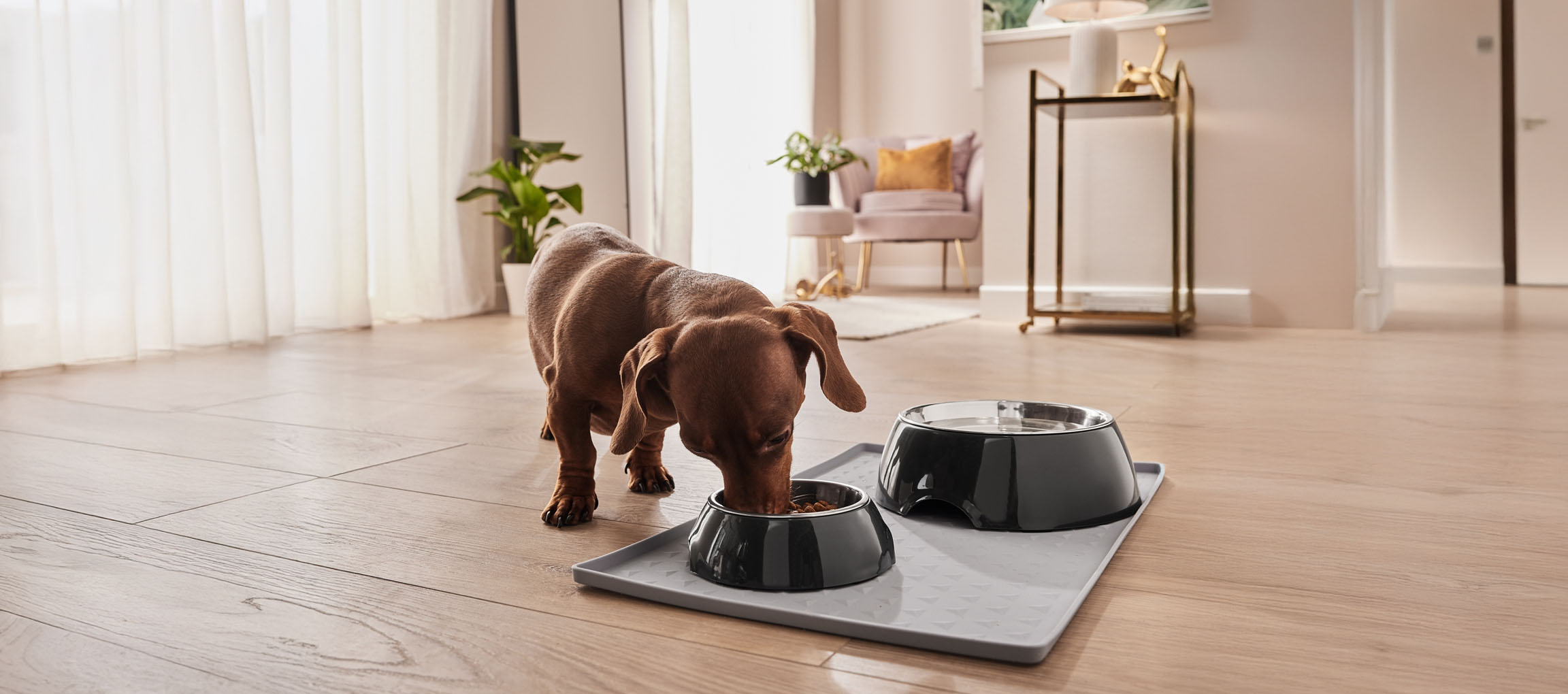 En dachshund spiser af sin elegante skål på en beskyttende måtte.