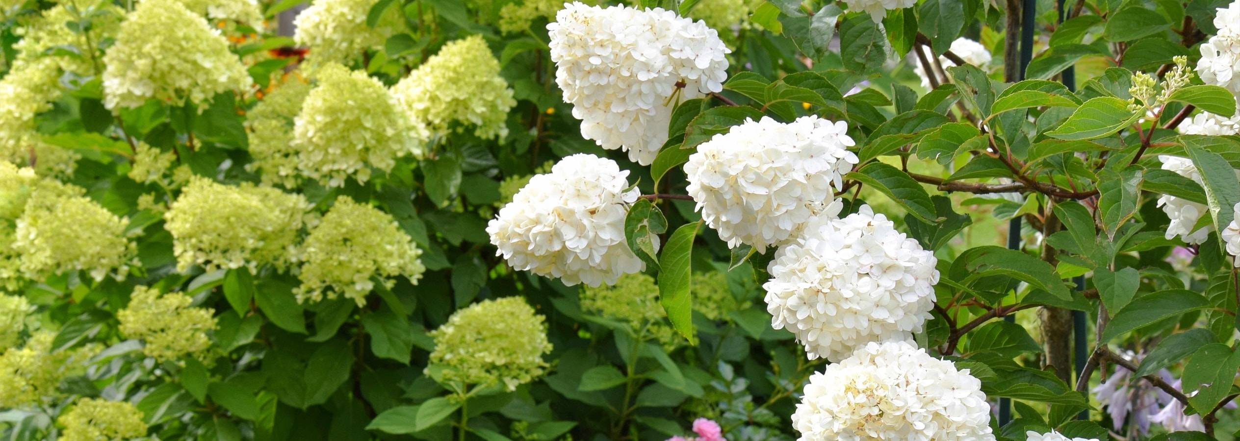 Hvide og lysegrønne hortensiaer blomstrer i en frodig have.