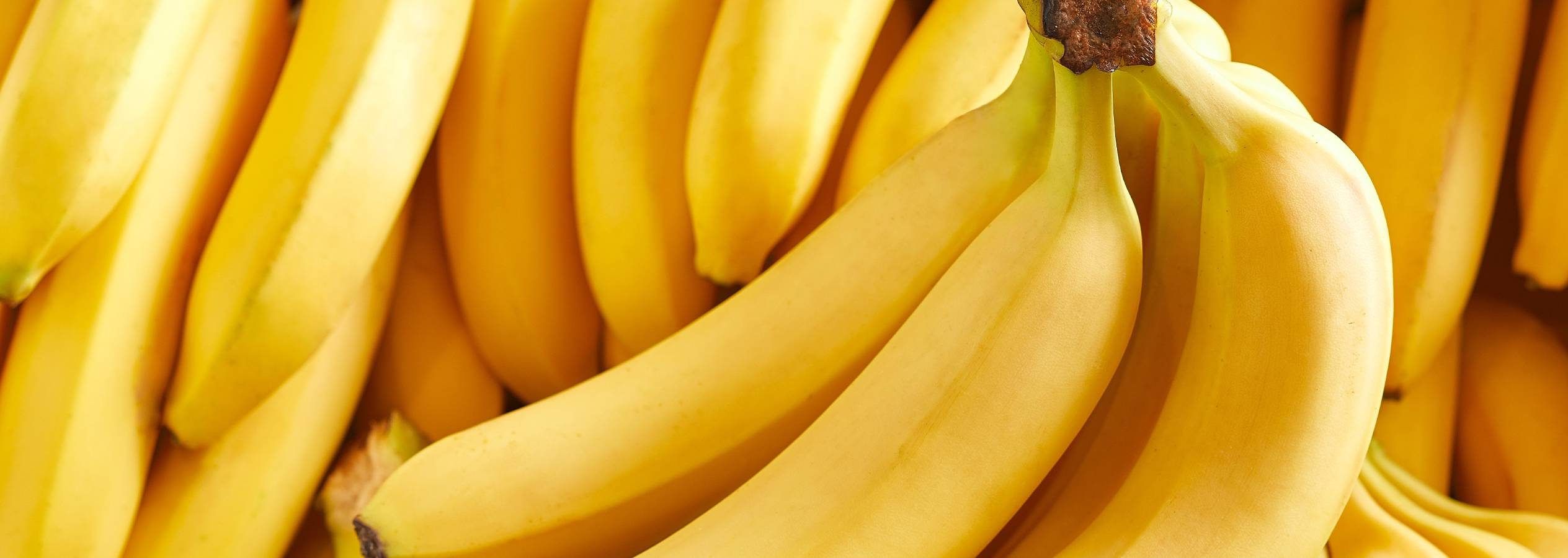 En klynge modne gule bananer.