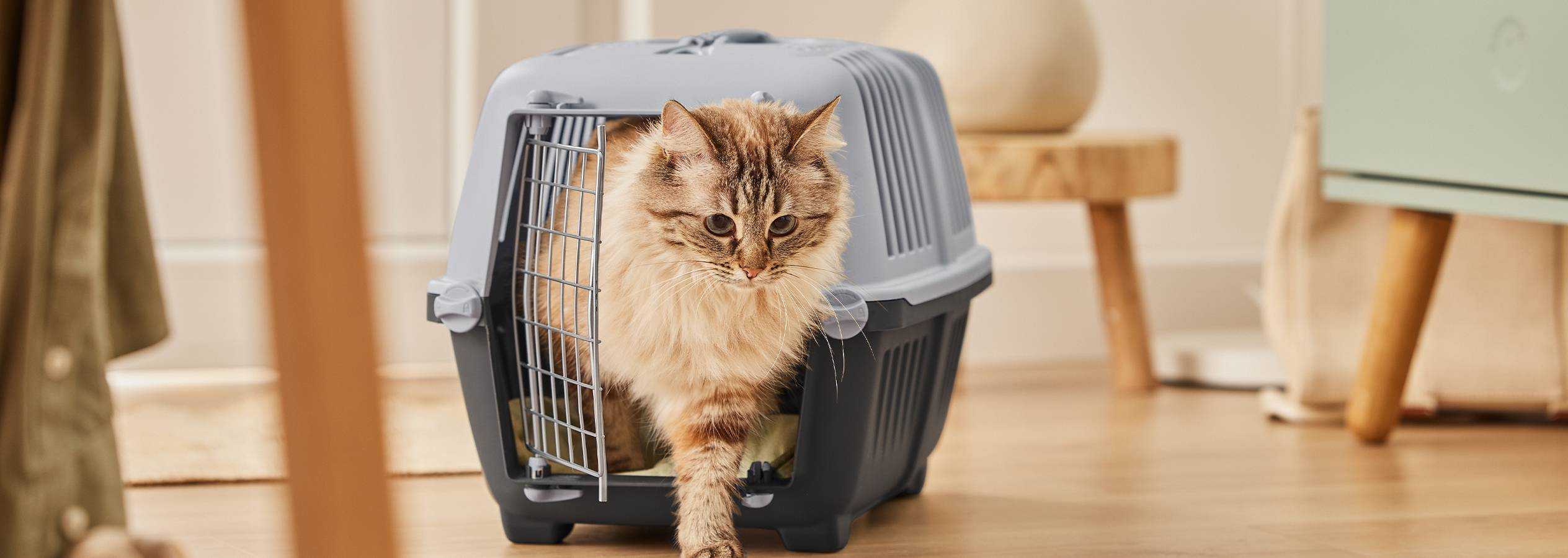 En langhåret kat stikker hovedet ud af en grå transportkasse til kæledyr.