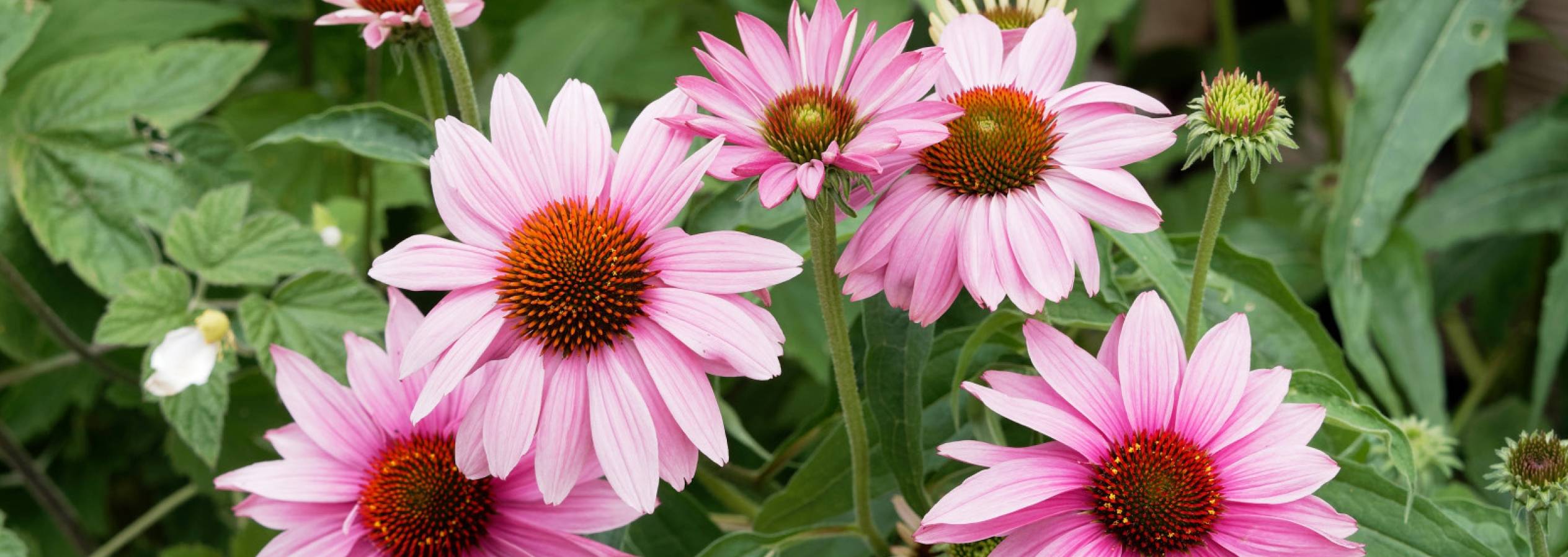 Nærbilde af lyserøde Echinacea blomster i en have.