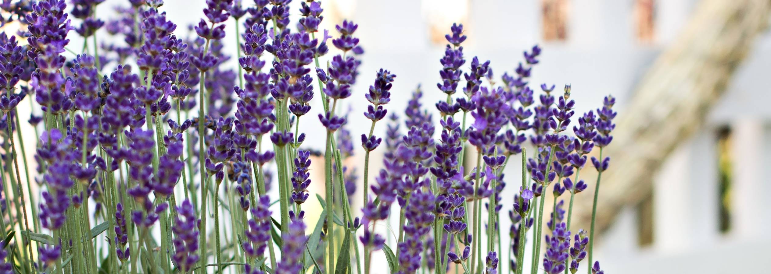 Lavendelblomster i fokus med en blød baggrund.
