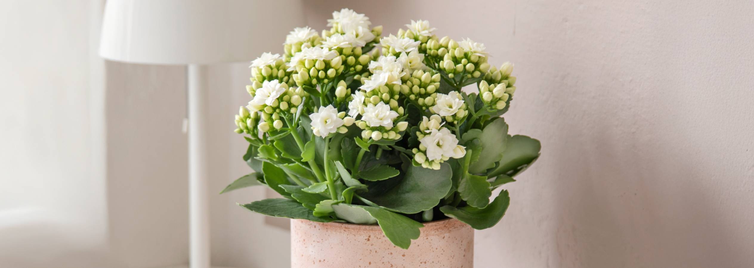 En potteplante med hvide blomster og grønne blade i en lyserød potte.