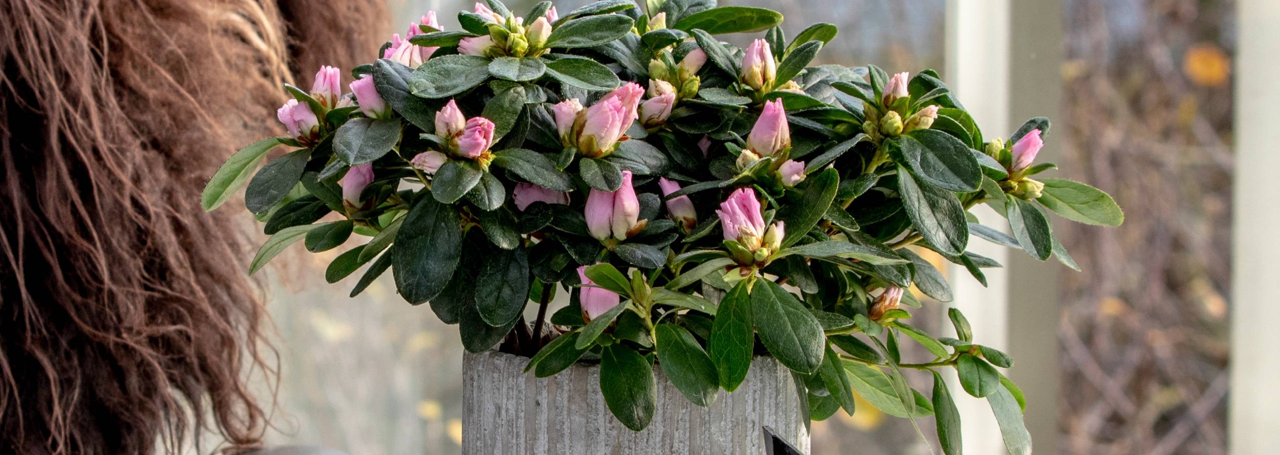 En potteplante med lyserøde blomsterknopper og grønne blade i en grå potte.