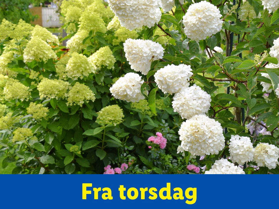 Hvide og lysegrønne hortensiaer i haven. Fra torsdag.